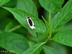 Thysanoptyx incurvata