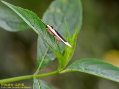 Thysanoptyx incurvata