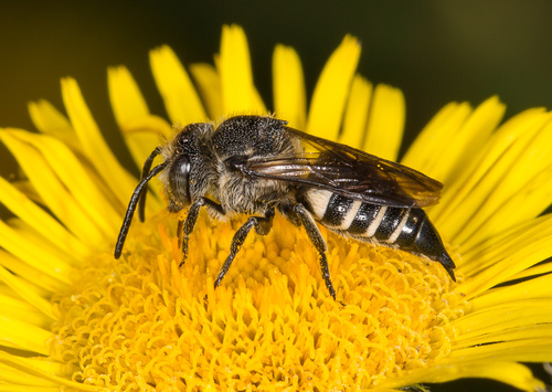 Representative image of Coelioxys inermis