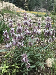 Monarda citriodora austromontana