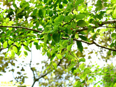 Schisandra arisanensis