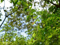 Schisandra arisanensis