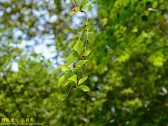 Schisandra arisanensis
