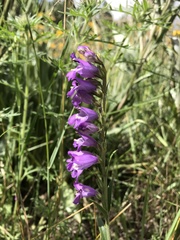 Penstemon deaveri