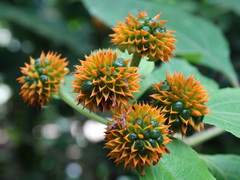 Tilesia baccata