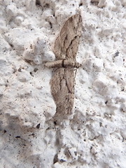 Eupithecia phoeniceata