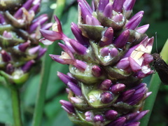Goeppertia latifolia