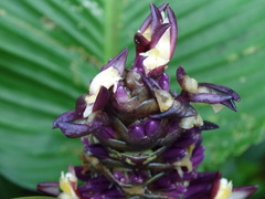 Goeppertia latifolia