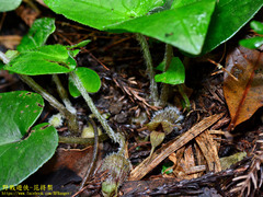 Asarum caudigerum