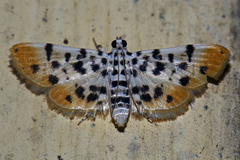 Pycnarmon alboflavalis