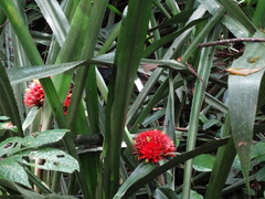 Aechmea magdalenae