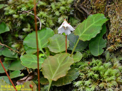 Shortia rotundifolia