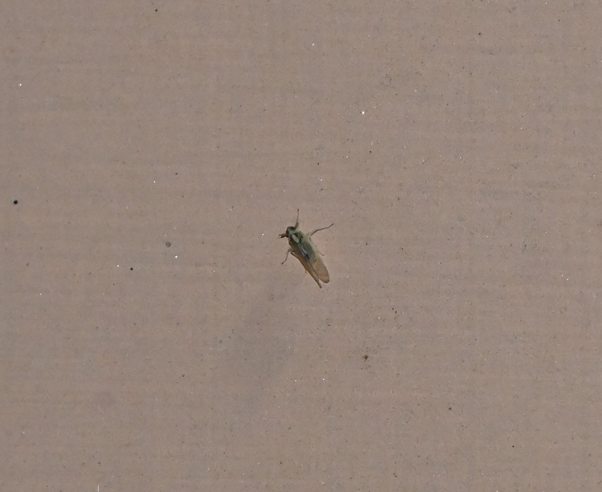 Segata Insects Sogatella furcifera | Insect Vectors of Plant Disease