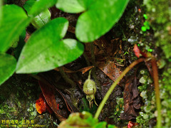 Asarum caudigerum