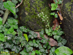 Sanicula lamelligera