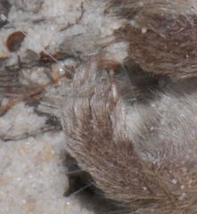 Antechinus stuartii