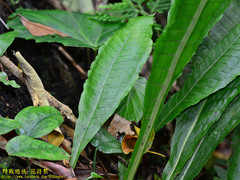 Microsorum membranaceum