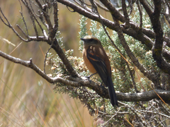 Ochthoeca fumicolor