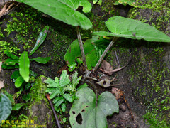 Asarum caudigerum