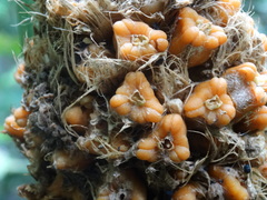 Goeppertia inocephala