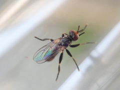 Thecophora atra