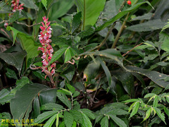 Alpinia japonica