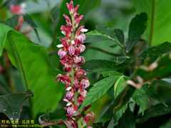Alpinia japonica