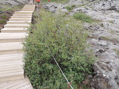 Betula nana