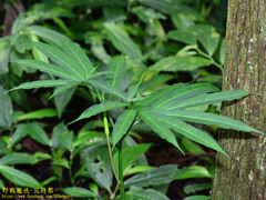 Arisaema heterophyllum
