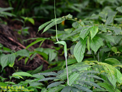 Arisaema heterophyllum