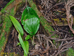Acanthophippium striatum