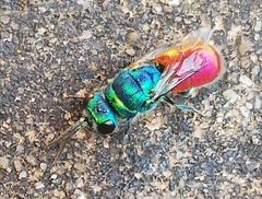 Chrysis ignita