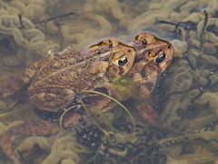 American Toad photo 5