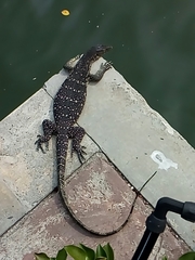 Varanus salvator macromaculatus