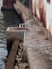 Varanus salvator macromaculatus