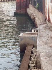 Varanus salvator macromaculatus