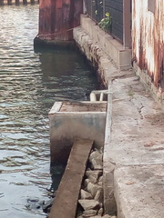 Varanus salvator macromaculatus