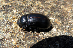 Lepispilus stygianus