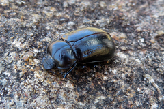 Lepispilus stygianus