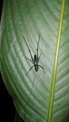 Tettigonioidea