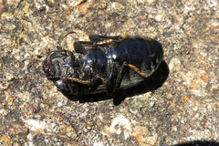 Lepispilus stygianus