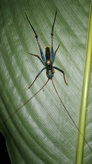 Tettigonioidea