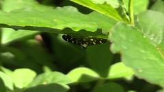 Bocchoris inspersalis