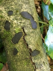 Biscogniauxia nummularia