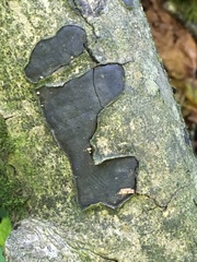 Biscogniauxia nummularia