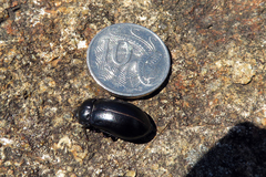 Lepispilus stygianus
