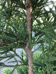 Cryptomeria japonica