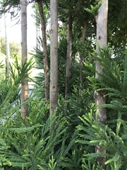 Cryptomeria japonica