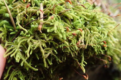 Claopodium whippleanum