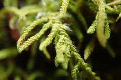 Claopodium whippleanum